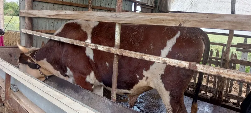 4ta mol sotiladi