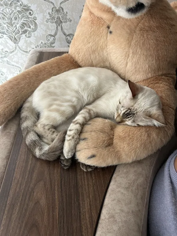 Бенгальская кошка — фото 6