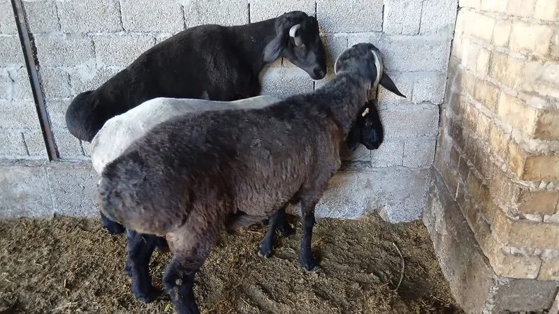 3 ta qoʻchqor sotiladi 2