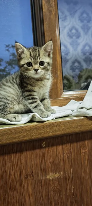 Золотая шиншилла — фото 3