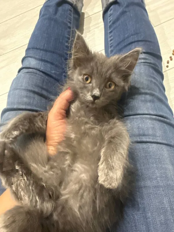 Отдам в добрые руки котята — фото 2