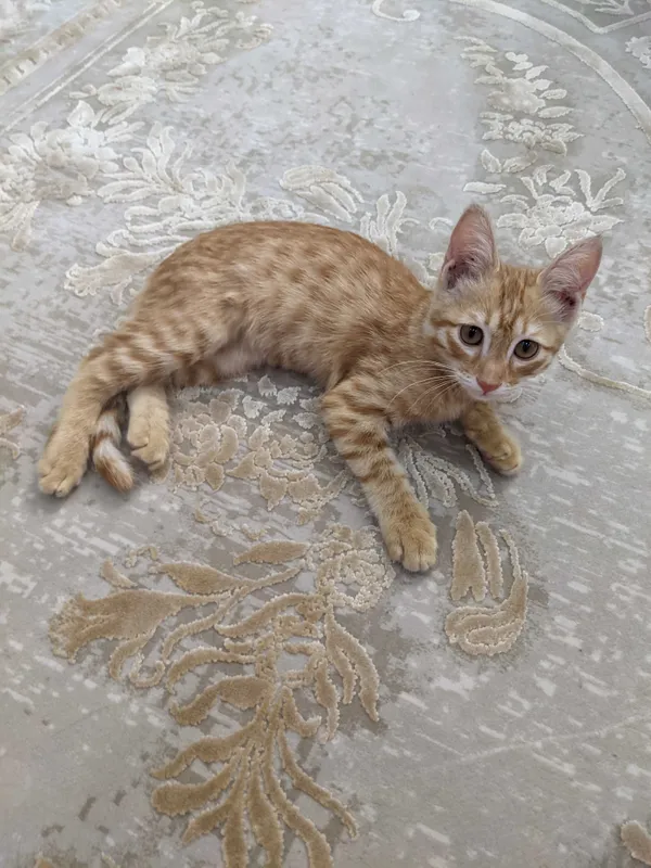 Передержка кошек котят — фото 1