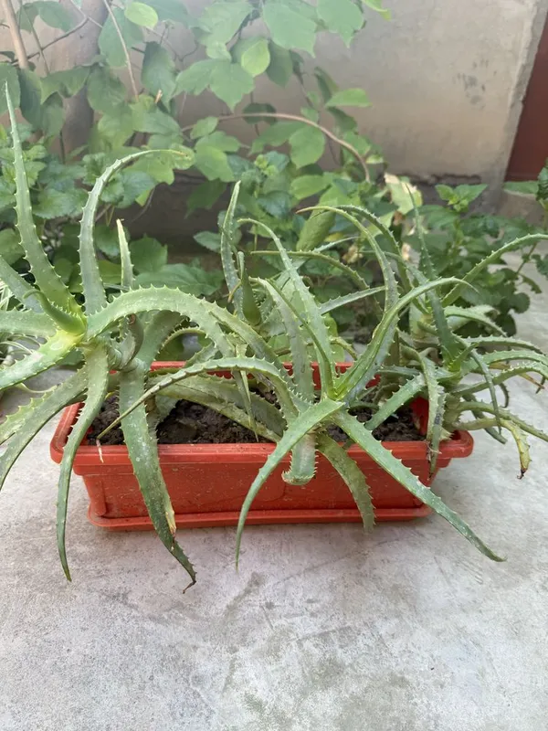 Продам красивое древовидное алоэ