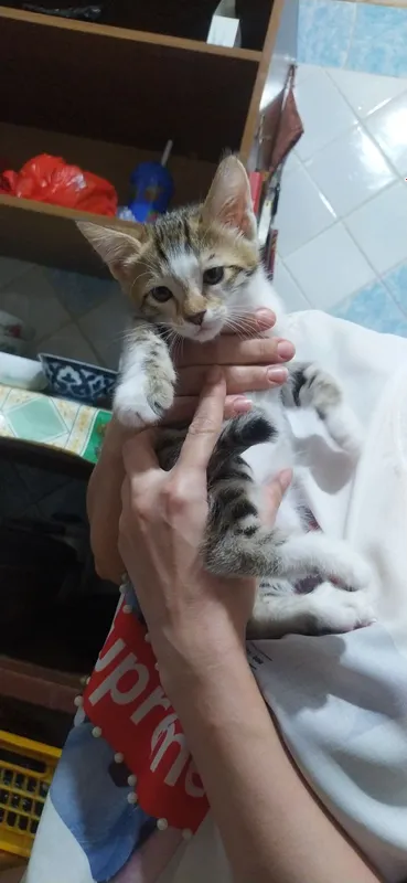Котята, домашние 7 Котята, домашние 7