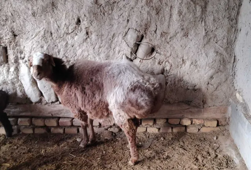 Qo'y sotiladi yeb ochish joyida — фото 6