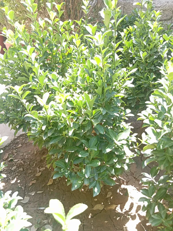 Shamshod sotiladi 5