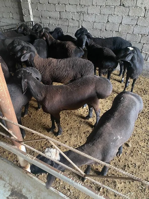 40 kilodan 80 kilogacha bo’lgan qo’chqorlar — фото 1