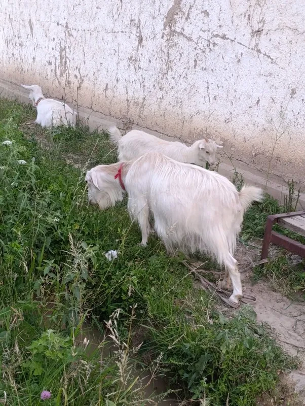 Ona bola echki lar sotiladi soni 3- ta . 2- litr suti bor. — фото 5