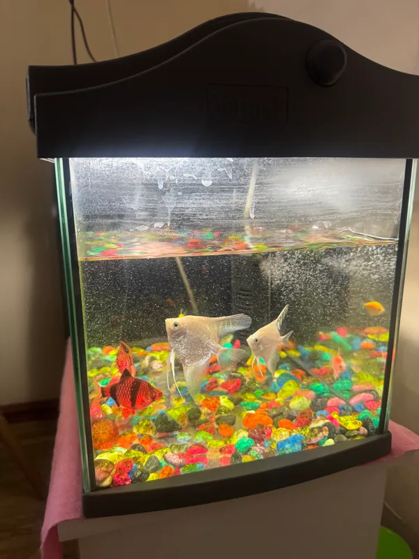 Akvarium baliqlari bn sotiladi 15-20 litrli