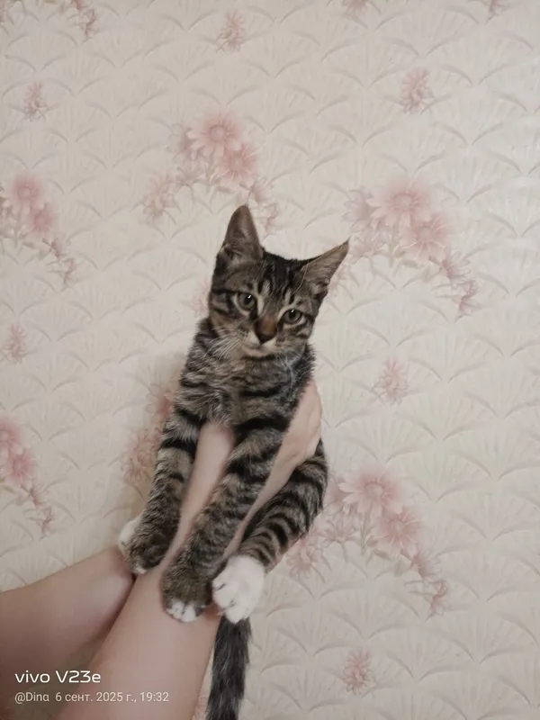 Котенок мальчик бесплатно