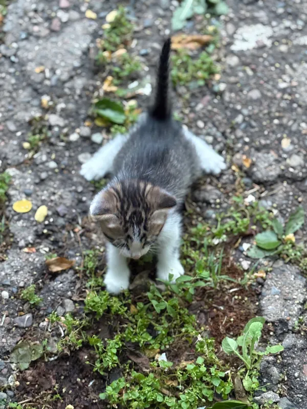 Ищем дом для котят — фото 4