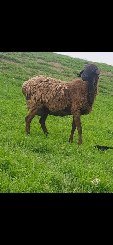 Продаются бараны и овцы.