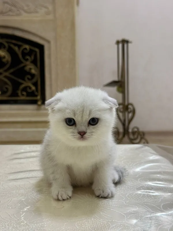 Чистокровные шотландцы Чистокровные шотландцы