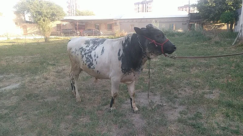 Buqa sotiladi yosh 2