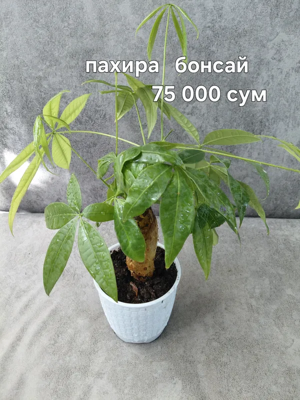 комнатные цветы от 25 000 сум 9