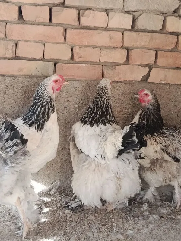 Tovuqlar sotiladi Tovuqlar sotiladi