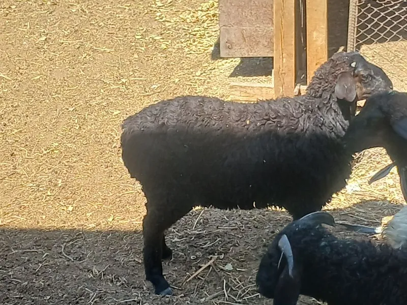 Qõchqor barralar sotiladi 2