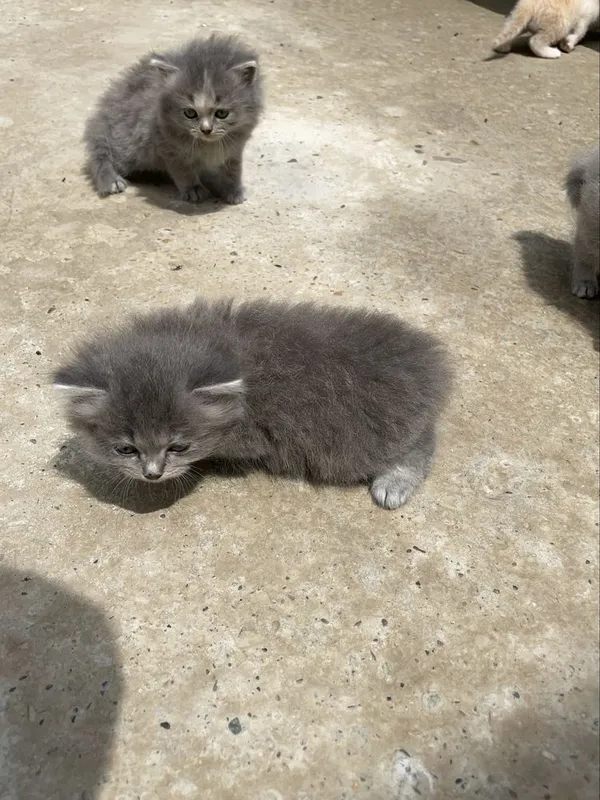 Чистокровные скоттиш страйт котята — фото 3