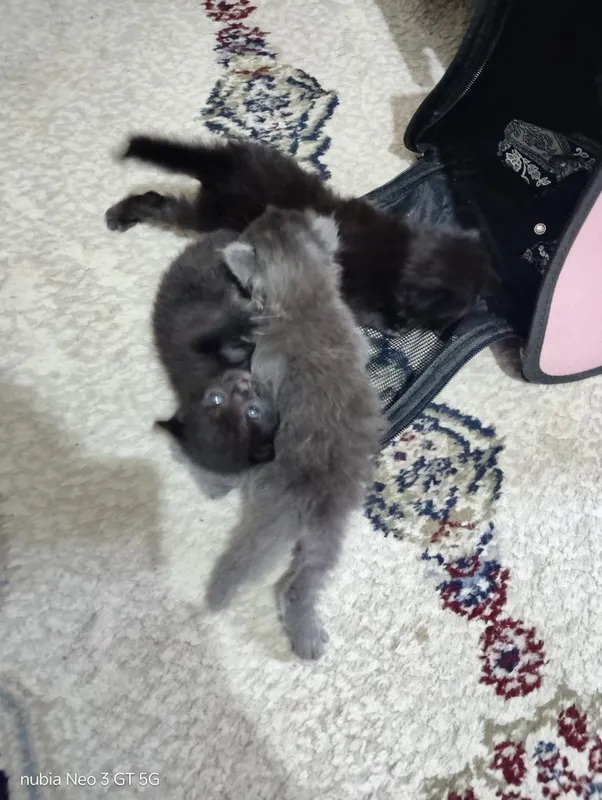 Отдам котят и кошку 1 Отдам котят и кошку 1