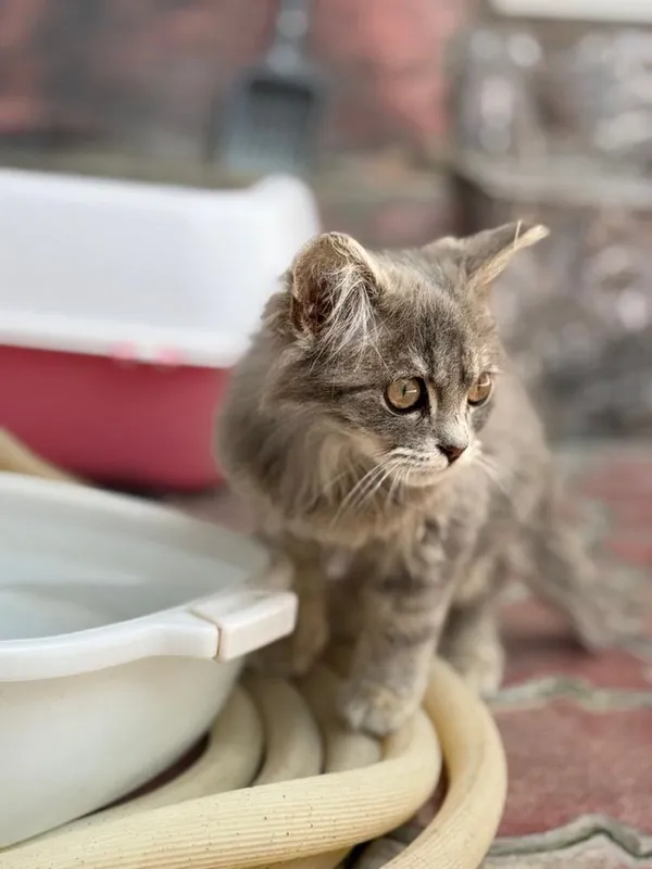 Отдам бесплатно красивого котенка! — фото 3