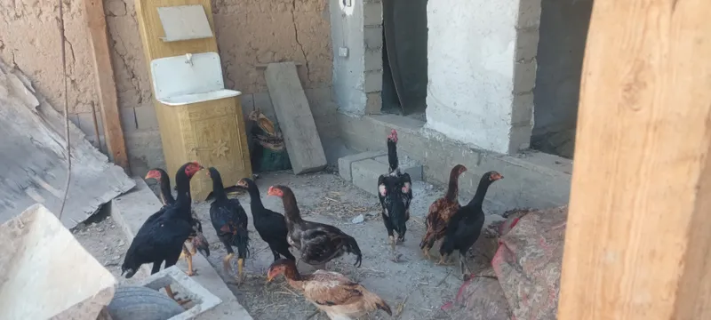 dakan jojalar sotiladi 2