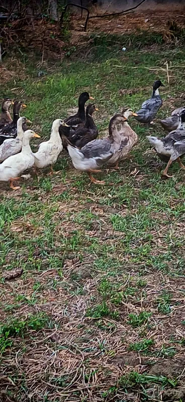 Kurka va o'rdaklar sotiladi 4 Kurka va o'rdaklar sotiladi 4