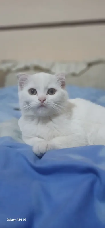 Шотландская вислоухая кошка — фото 1