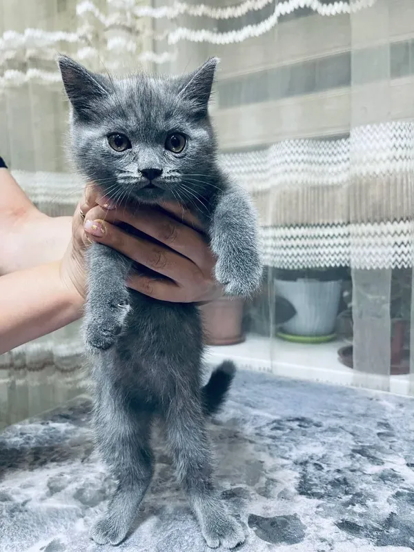 Продаются котята мальчик и девочка