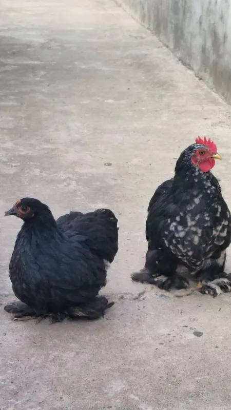 Yapon Choynak toza zot para sotiladi 2 Yapon Choynak toza zot para sotiladi 2