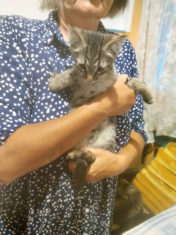 котята. 4 котята. 4
