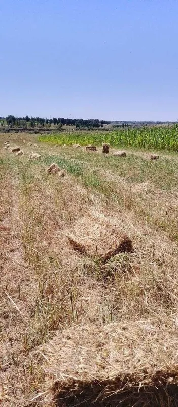 Хашак пресс (сомон эмас)