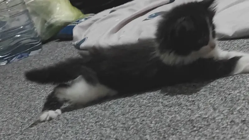 котёнок 3
