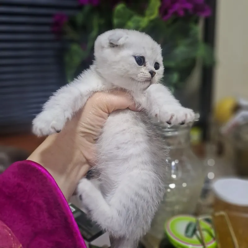 Котёнок от правильной вязки 1