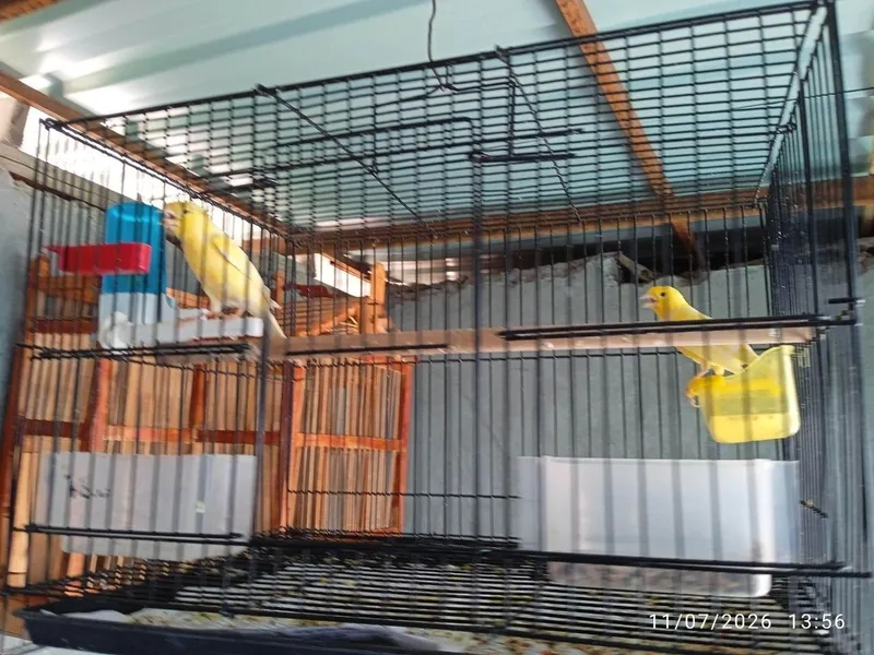 Kanareyka traynik 2 Kanareyka traynik 2