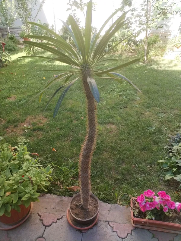 kaktus sotiladi tezlik bilan