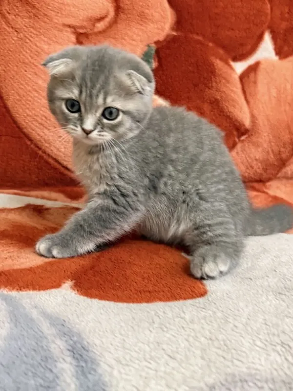Веслоухая шотландская кошечка 5 Веслоухая шотландская кошечка 5