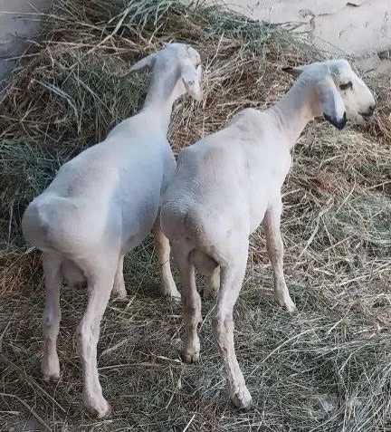 Эгиз кучкорлар сотилади. 8 Эгиз кучкорлар сотилади. 8