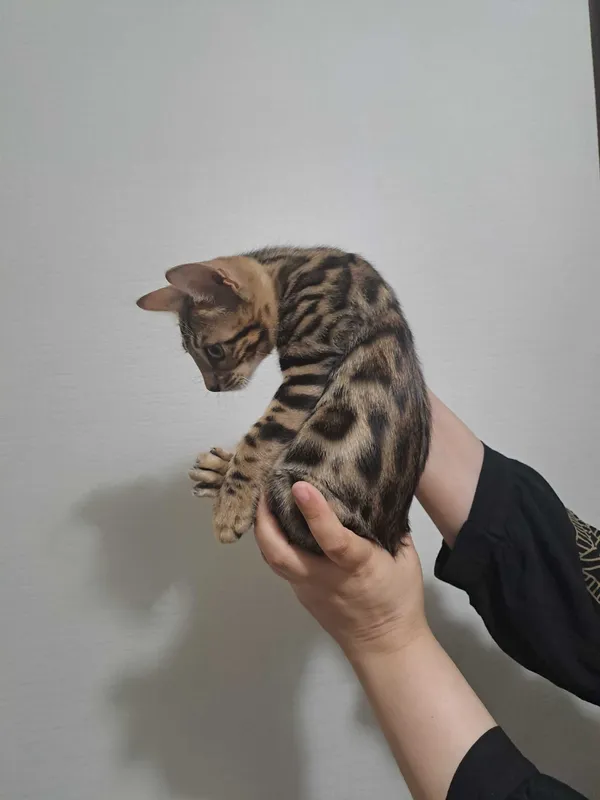Бенгальские котята — фото 1