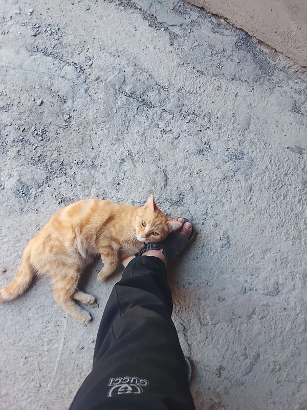 MUSHUK SOTILADI.ISMI VASKA.JUDA OZODA VA AQILLIY 2
