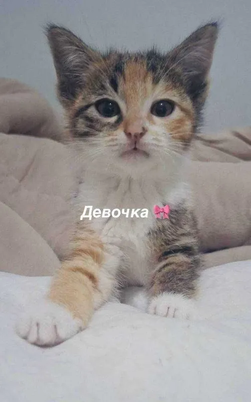 Котята в добрые руки — фото 2