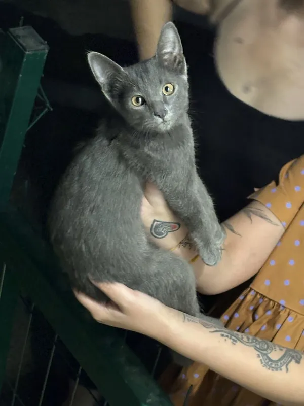 Отдаю в добрые руки котенка 1