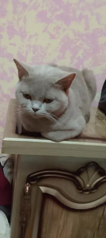 Продаю кошку британская кошка — фото 4