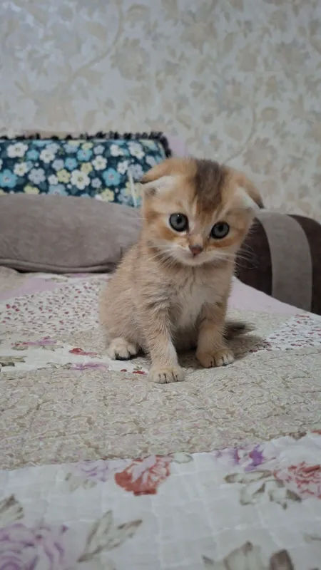 скоттиш фолд золотистая шиншилла мальчик — фото 1