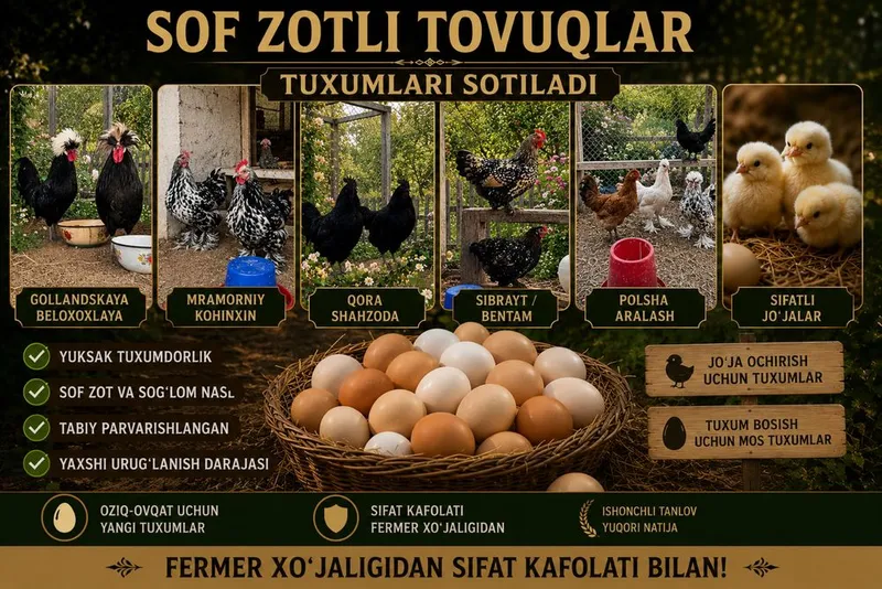 Sof Zotli Tovuqlar Tuxumlari Sotiladi 1 Sof Zotli Tovuqlar Tuxumlari Sotiladi 1
