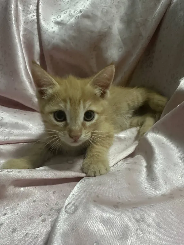отдадим котят бесплатно! — фото 8