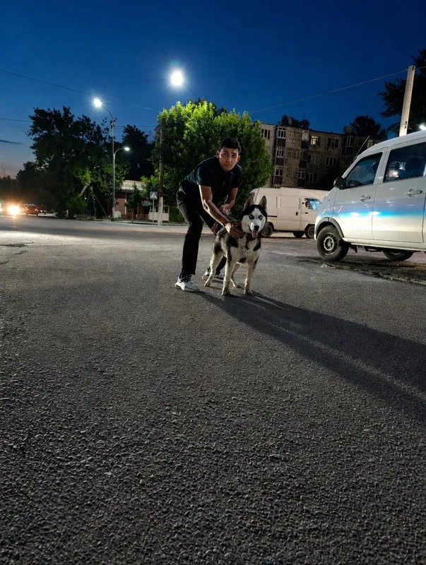 Sibiriski xaski 6 oylik erkak 7 Sibiriski xaski 6 oylik erkak 7