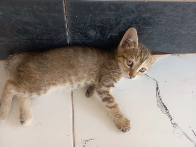 Котенок Мушукча яхши кулларга — фото 3