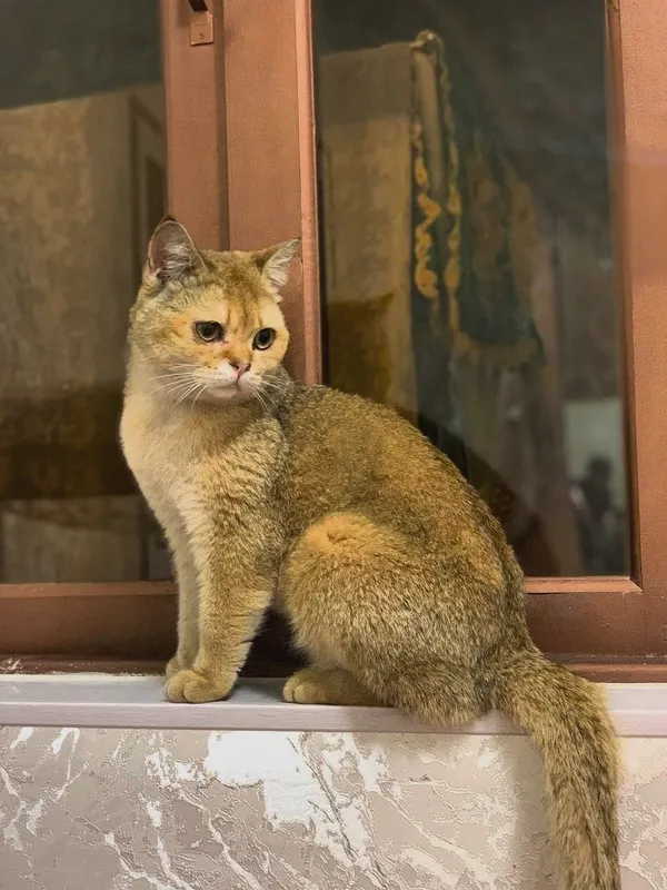 Продаётся чистокровная Золотая Шиншилла (британская) 1