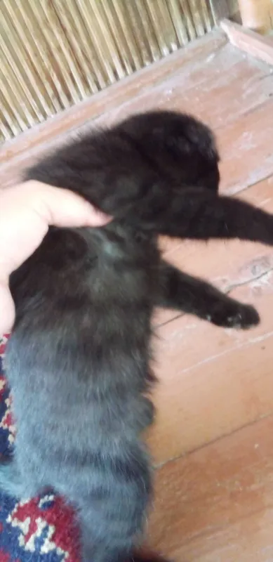 Котенок девочка 2 месяца — фото 3