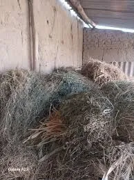 Беда бог сотилади